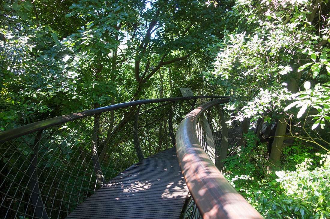Сказочная дорога над деревьями — одно из самых уникальных мест в Кейптауне Сказочная дорога над деревьями — одно из самых уникальных мест в Кейптауне авиатур