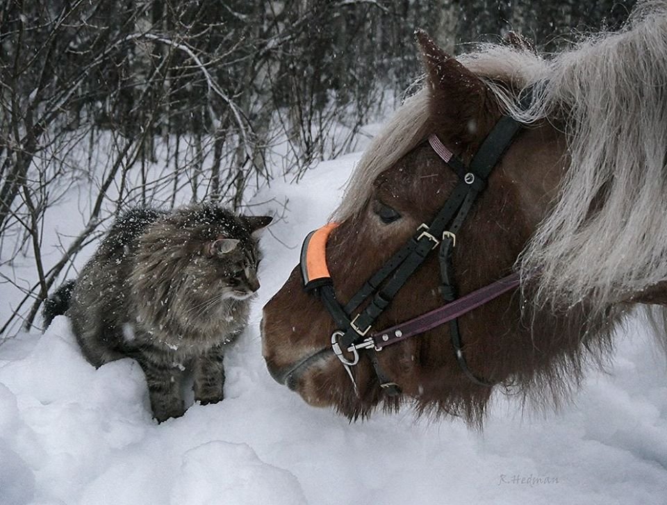 20 фото идеальной снежной жизни северных котов зима,коты,юмор и курьезы