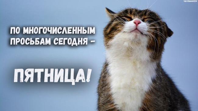 Интернет мемы на пятницу и боевая жена  