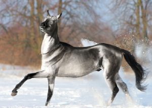 20 самых редких и красивых лошадей в мире