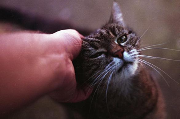 Кошка спасла хозяина, которого оставили без жилья мошенники