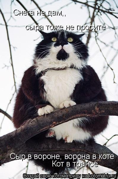 Новая котоматрица 