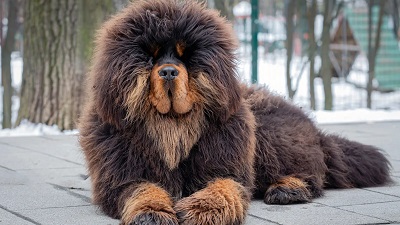 Тибетский мастиф. Два... знакомая, птичку, наверное, плечо, кормит, совсем, вороны, когда, права, Штрафовалкато, выросла, поверили, матерей, обсуждают, влияние, такихто, сексуально, сержант, удовлетворенных, дорожного