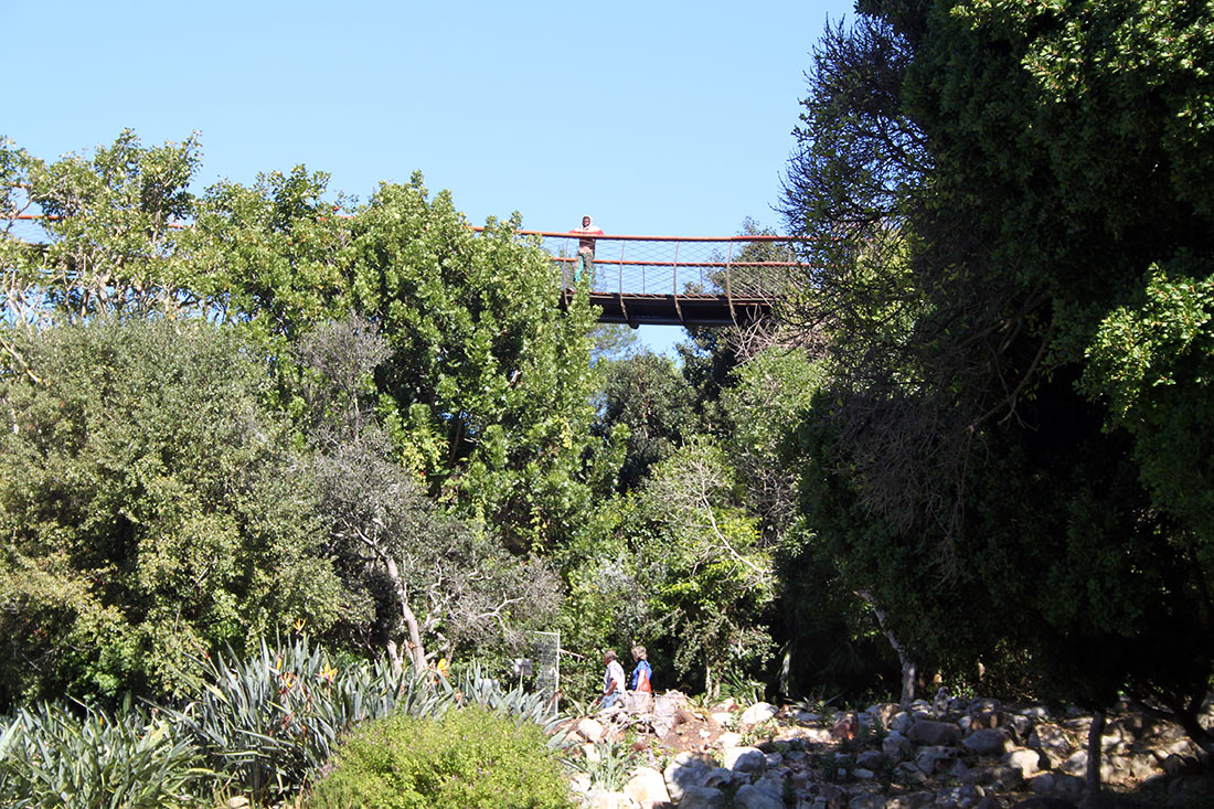 Сказочная дорога над деревьями — одно из самых уникальных мест в Кейптауне Сказочная дорога над деревьями — одно из самых уникальных мест в Кейптауне авиатур