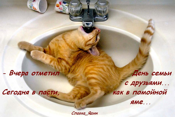 ДЕВЯТОЕ КОТЮЛЯ демотиваторы,животные,позитив,приколы,Смешные животные