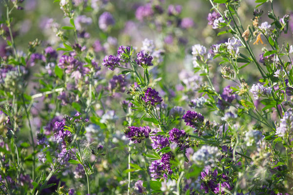 ��� �������� ��� ����� ��� ����� ���������� �����������