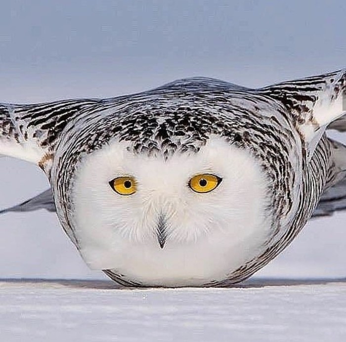 Веселые картинки и забавные фото с надписью из нашей жизни Веселые картинки и забавные фото с надписью из нашей жизни картинки с надписями,приколы,смешные комментарии,юмор