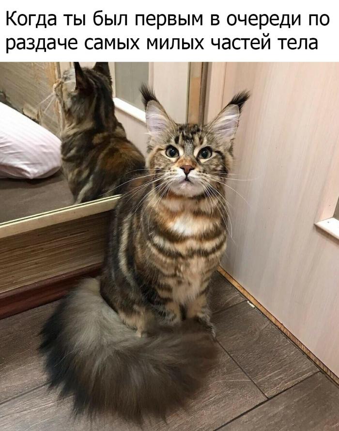 Веселые картинки и забавные фото с надписью из нашей жизни