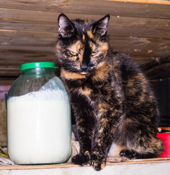 Москва, деревня, фоторепортаж, Россия