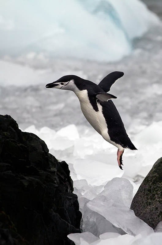 Фотография: Животные в полете №9 - BigPicture.ru