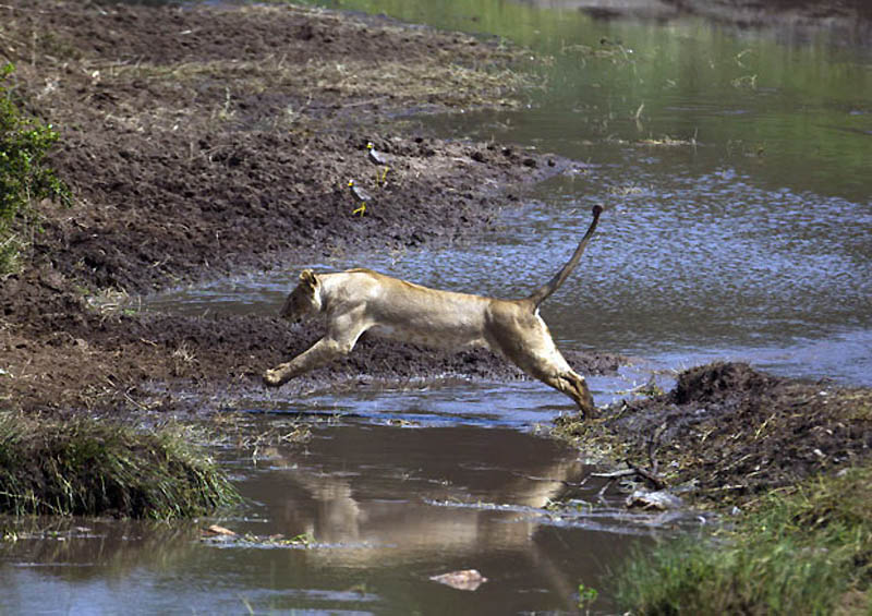 Фотография: Животные в полете №12 - BigPicture.ru