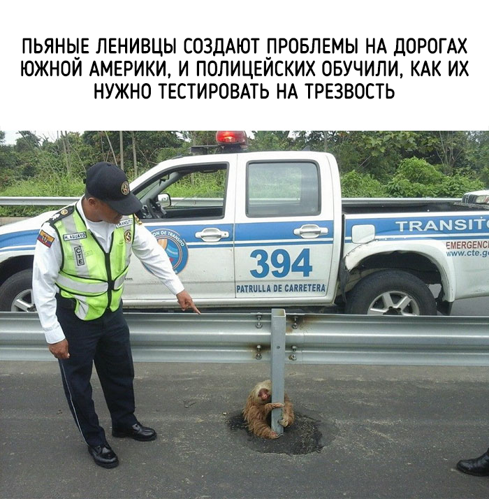 забавные факты о животных