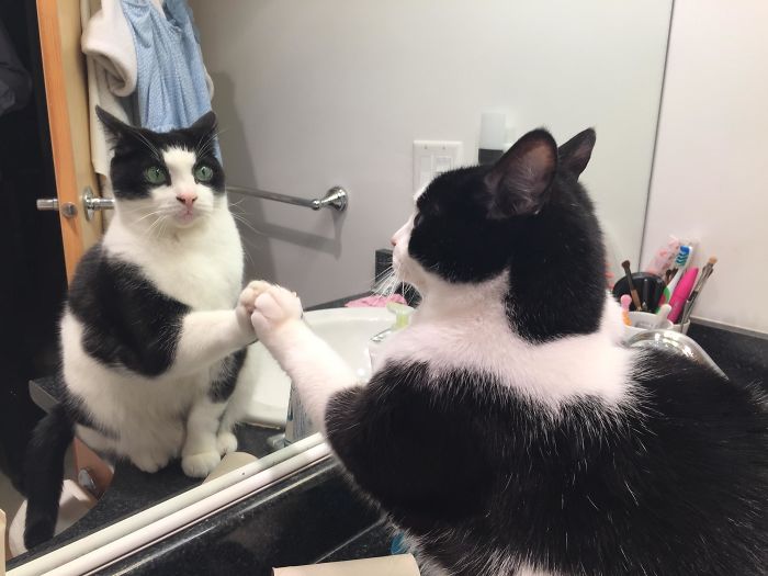 черно-белый кот удивленно смотрит в зеркало