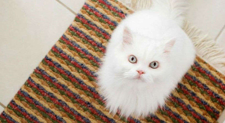 Как удалить пятна от мочи домашних животных с ковров и других поверхностей