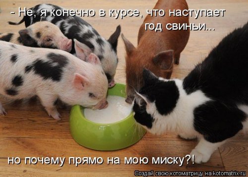 Новая котоматрица 