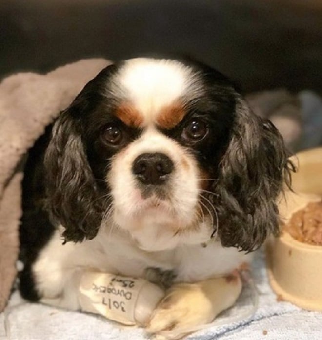 Грустная собака