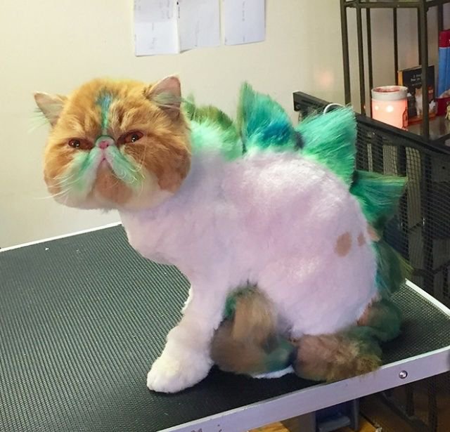 Когда хотел динозавра, но завел кота Когда хотел динозавра, но завел кота