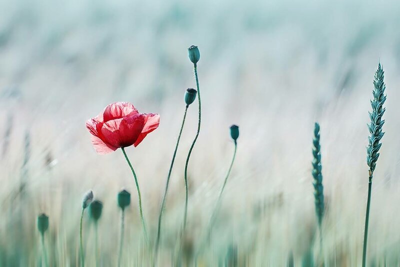 Фотограф Кристин Эллджер (Christine Ellger). Цветы фотографии, Кристин, представление, входит, запечатлевая, вокруг, фотографирует, течение, обработки, художественной, вариантами, всеми, особенно, цифровой, начался, интерес, Эллджер, Дрездене, технологий, информационных