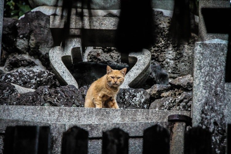 Не ломайте кошкам лапы Zzina, длиннопопост, зверята-дитята, котята, онижедети, ответственность, текст, что-то пошло не так...
