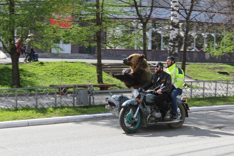 Медведь-байкер проехался по улицам Архангельска архангельск, байк-клуб, байкеры, дрессированный, медведь