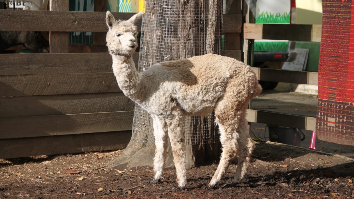 Жители Красноярска выбрали имя для новорожденного детеныша альпака