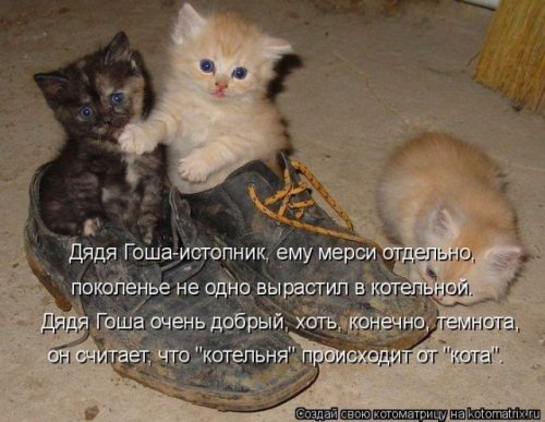 Свежая котоматрица для всех (40 фото)