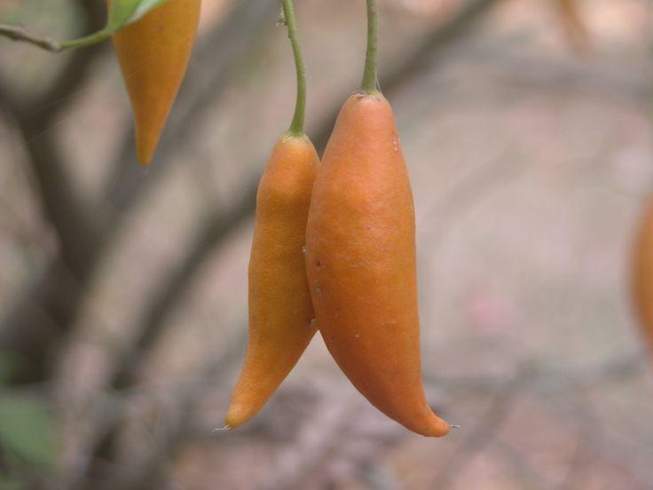 Не только ипомея и шалфей: список запрещенных на даче растений растение, России, растения, вещества, содержит, сорта, семена, содержат, семейства, растений, поэтому, участке, этого, штраф, грозит, именно, выращивать, нашей, многие, внимание