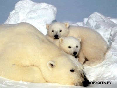 Перед вами десятка самых опасных в  мире животных (кроме человека)