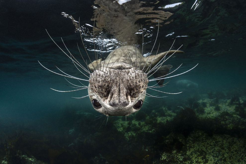 Победители Underwater Photographer of the Year 2019