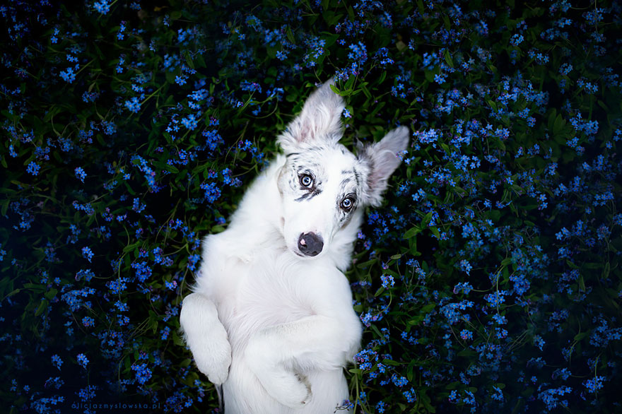 портреты собак польского фотографа