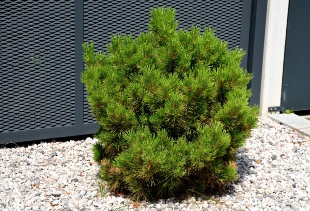 Горная сосна Мопс (Pinus mugo Mops) ????
