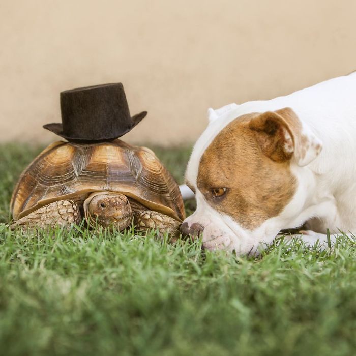 Собака и черепаха