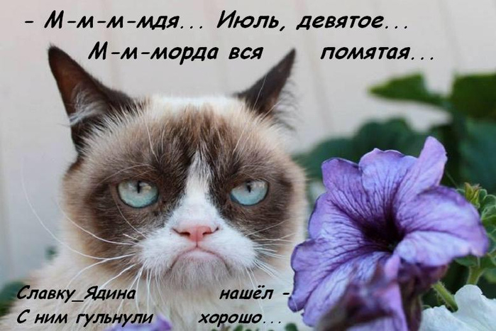 ДЕВЯТОЕ КОТЮЛЯ демотиваторы,животные,позитив,приколы,Смешные животные