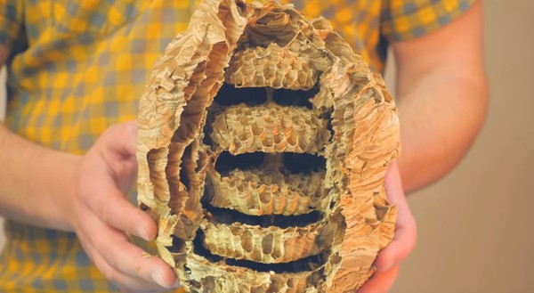 Как устроено гнездо шершней изнутри идеи