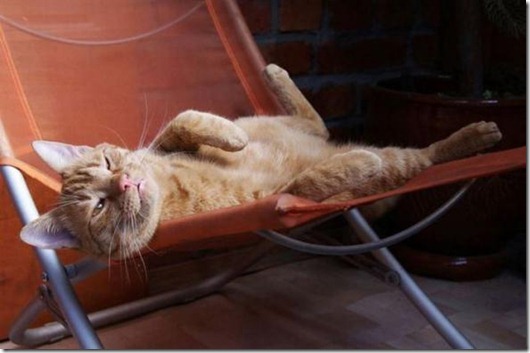 Полная Котовасия! Полная Котовасия! смешные картинки