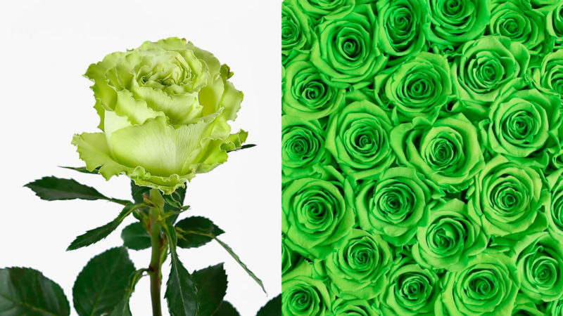 10 самых красивых Зеленых Роз