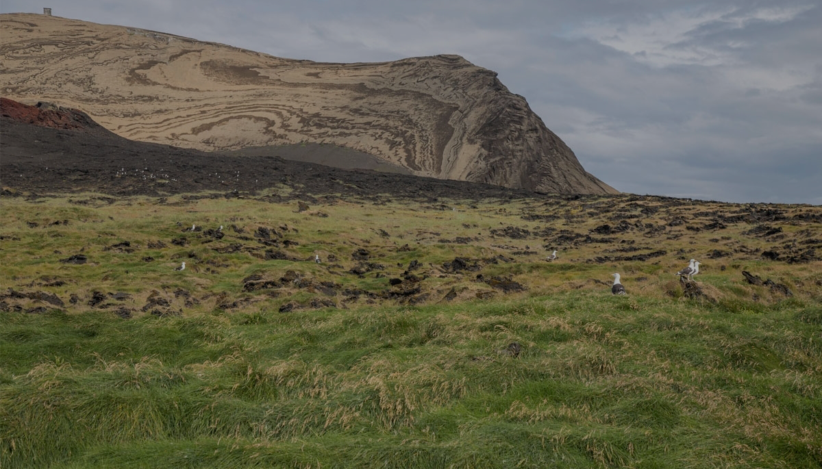 Один из самых молодых островов в мире. Фото: Исландский институт естествознания / Erling Ólafsson