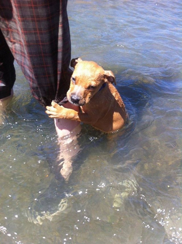 «Вытащи меня отсюда!» животные, собаки.вода