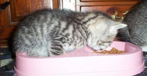 Кошки, которые разучились правильно ест