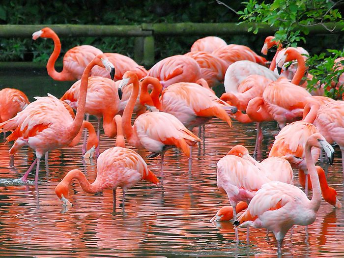 Фламинго-птица-Описание-и-образ-жизни-фламинго-2
