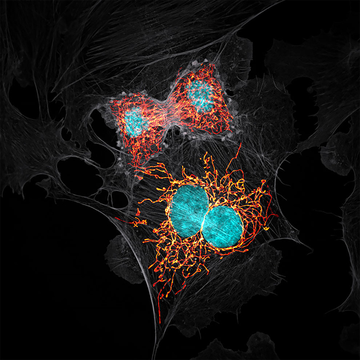 Работы с конкурса микрофотографии Nikon Small World 2019