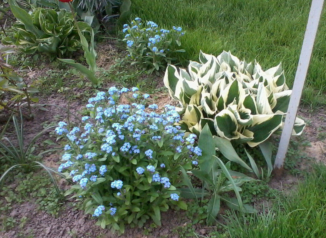 5 самых некапризных цветов из бабушкиного палисадника дача,огород,сад,цветы