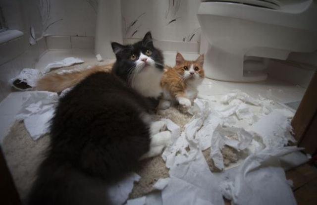 коты порвали туалетную бумагу