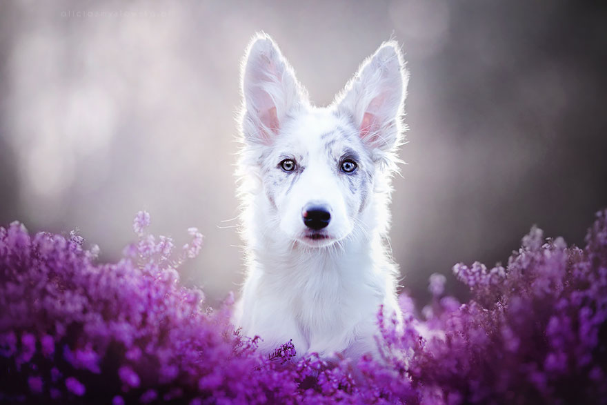портреты собак польского фотографа