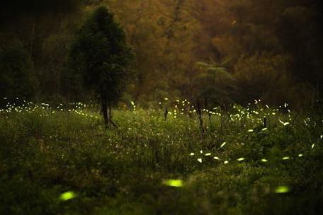 Светлячок — насекомое, украшающее ночь