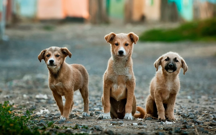 Неизвестные отравили собак на Ростовском шоссе: полиция начала проверку