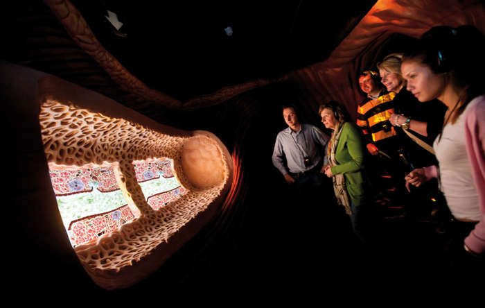 Прогулка внутрь человека: уникальный Музей человеческого тела в Нидерландах можно, человека, музея, органов, человек, реалистично, посетителям, например, Музей, человеческого, увидеть, здание, происходит, музей, человеческой, организма, нужно, почти, много, настолько