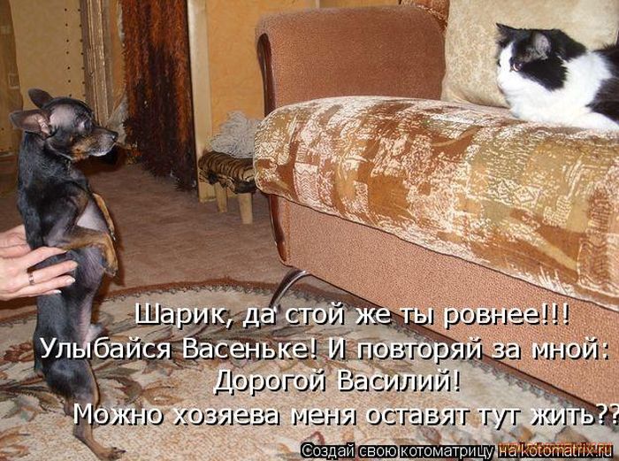 Открытки, смешные картинки с собаками и кошками с надписями
