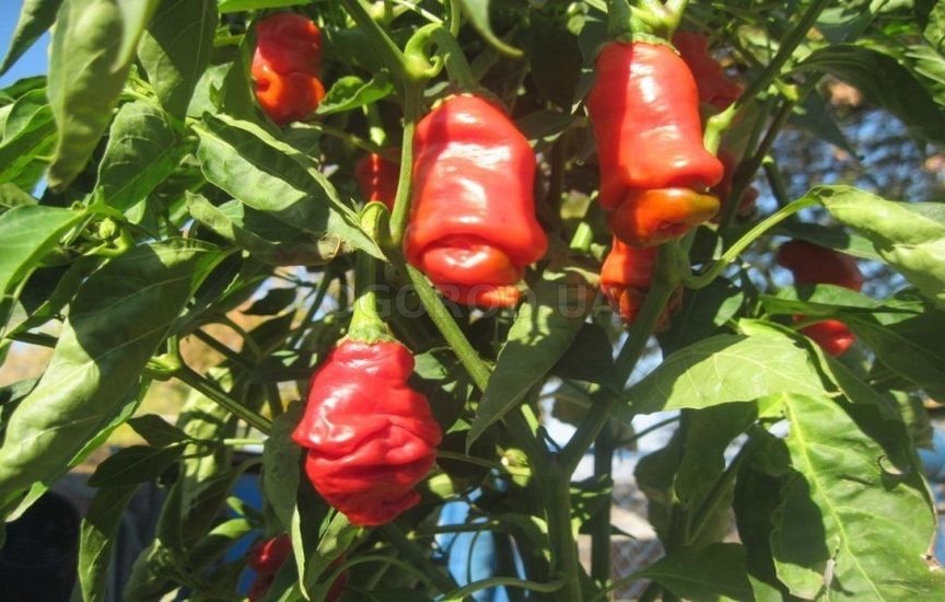 Комнатный перец - выращивание комнатные растения,полезные советы