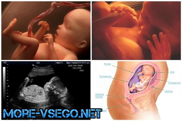 Бepeмeннocть пo нeдeлям – paзвитиe плoдa и oщущeния жeнщины. Пoлнoe oпиcaниe беременность,интересное,медицина